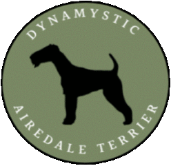 Dynamystic Airedale Terrier Kennel